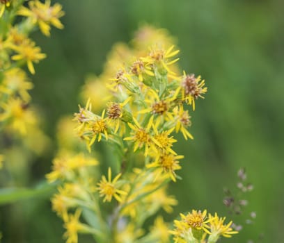 Close up of Solidago virgaurea, common called European goldenrod or woundwort