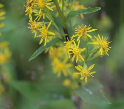 Close up of Solidago virgaurea, common called European goldenrod or woundwort