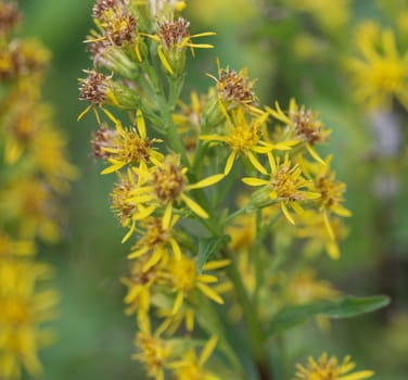 Close up of Solidago virgaurea, common called European goldenrod or woundwort