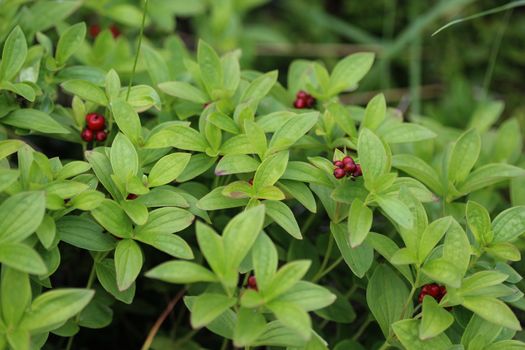 Close up of Cornus suecica, the dwarf cornel or bunchberry