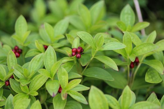 Close up of Cornus suecica, the dwarf cornel or bunchberry