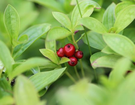 Close up of Cornus suecica, the dwarf cornel or bunchberry