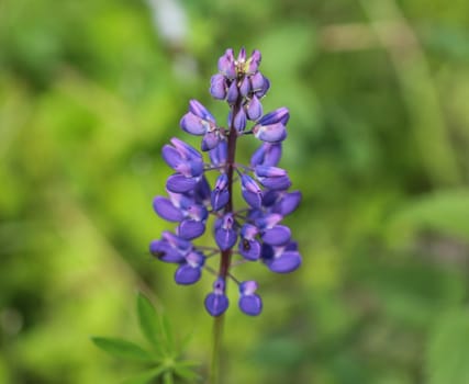 Close up of Lupinus polyphyllus flower, known as big-leaved lupine, many-leaved lupine or, garden lupin