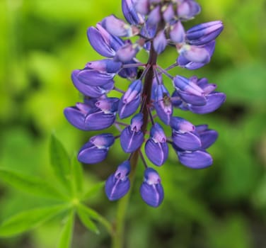 Close up of Lupinus polyphyllus flower, known as big-leaved lupine, many-leaved lupine or, garden lupin