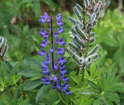 Close up of Lupinus polyphyllus flower, known as big-leaved lupine, many-leaved lupine or, garden lupin