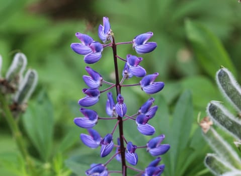 Close up of Lupinus polyphyllus flower, known as big-leaved lupine, many-leaved lupine or, garden lupin