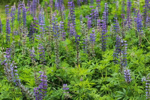 Close up of Lupinus polyphyllus flower, known as big-leaved lupine, many-leaved lupine or, garden lupin