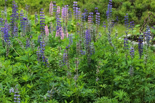 Close up of Lupinus polyphyllus flower, known as big-leaved lupine, many-leaved lupine or, garden lupin