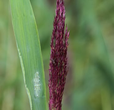 close up of Phragmites australis, also called common reed or reed