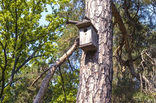 Birdhouse on a tree trunk in the forest, tree branches and sky in autumn