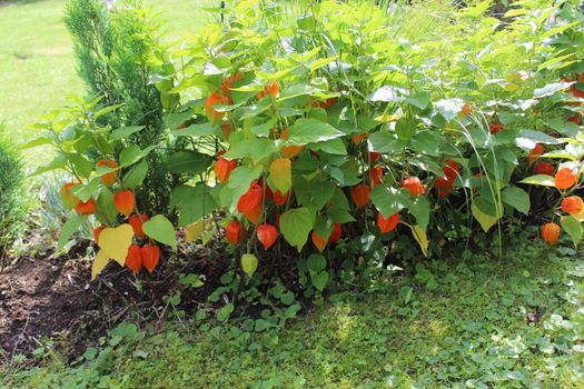 The picture shows a chinese lantern in the garden.