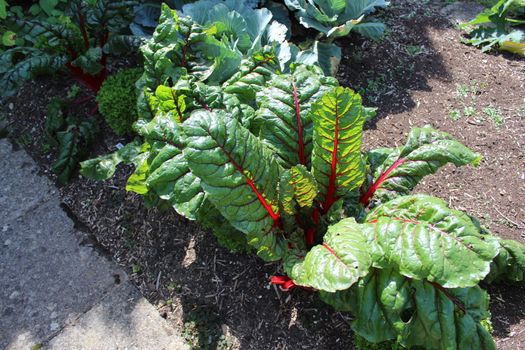 The picture shows a chard field in the garden.