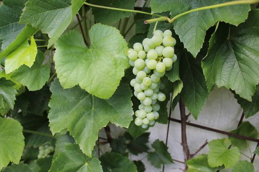 The pictureshows grapes in the garden in the summer.