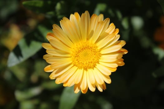 The picture shows beautiful marigold in the garden.