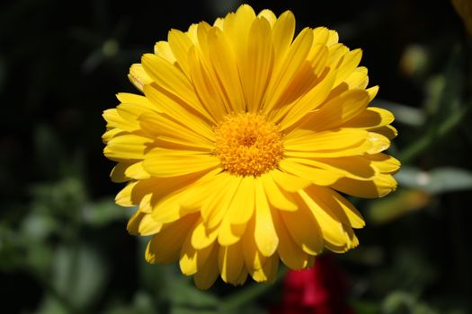 The picture shows beautiful marigold in the garden.