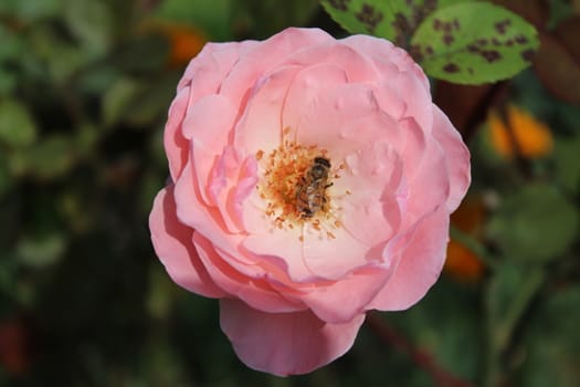 The picture shows a pink rose in the garden.