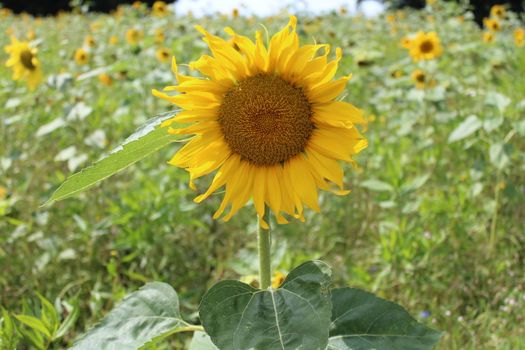 The picture shows beautiful sunflowers in the summer.