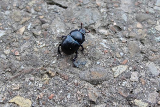 The picture shows a dung beetle on a stone floor.