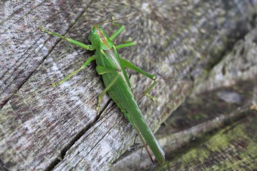 The pictureshows a grasshopper in the nature.