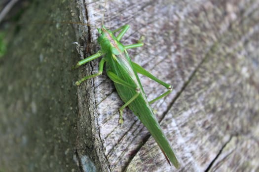 The picture shows a grasshopper in the nature.