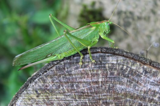 The picture shows a grasshopper in the nature.