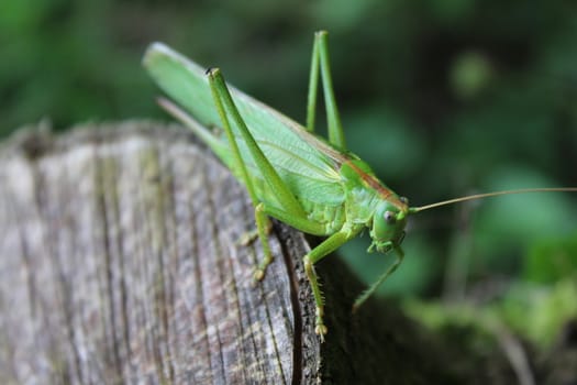 The picture shows grasshopper in the nature.