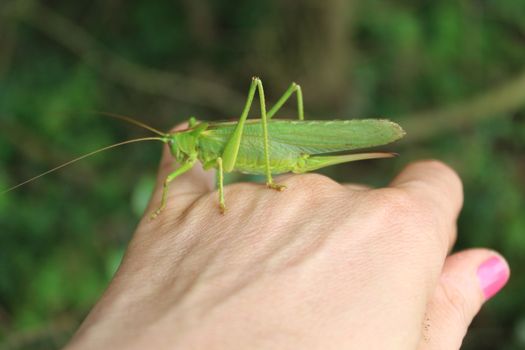 The pictureshows a big grasshopper on a hand.