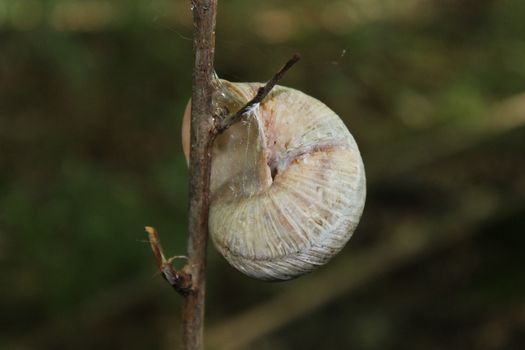 The picture shows a vineyard snail in the forest.