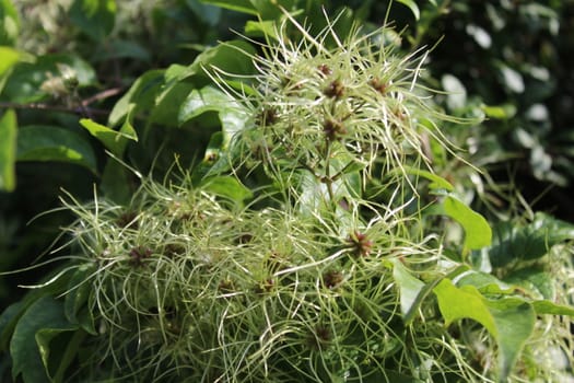 The picture shows wild grape in the autumn.