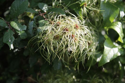 The picture shows wild grape in the autumn.