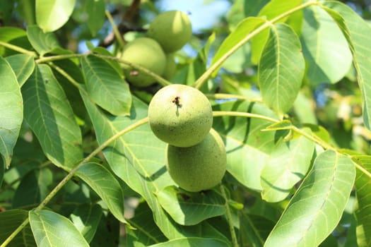 The picture shows walnuts on the walnut tree.