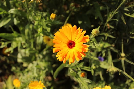 The picture shows a marigold in a marigold field.