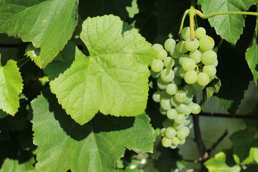 The picture shows grapes in the garden in the summer.