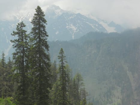 temperate forest in the mountain range