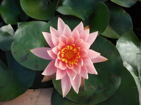 water lily in the pond