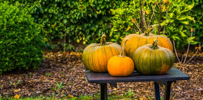 halloween and autumn season background, green with orange pumpkins on a garden table, Traditional decorations
