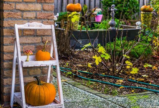 Autumn season garden, Traditional halloween and fall decorations, seasonal background