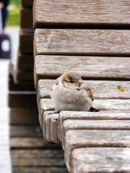 Sparrow sitting on the railing of a park.