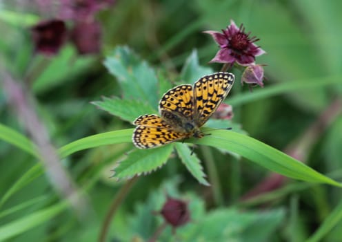 Close up of Boloria eunomia, the bog fritillary or ocellate bog fritillary butterfly of the family Nymphalidae