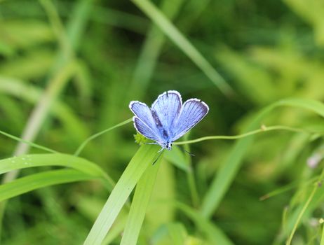 Close up of Polyommatus dorylas, the turquoise blue butterfly of the family Lycaenidae