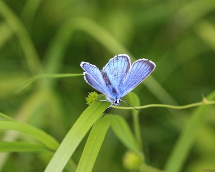 Close up of Polyommatus dorylas, the turquoise blue butterfly of the family Lycaenidae