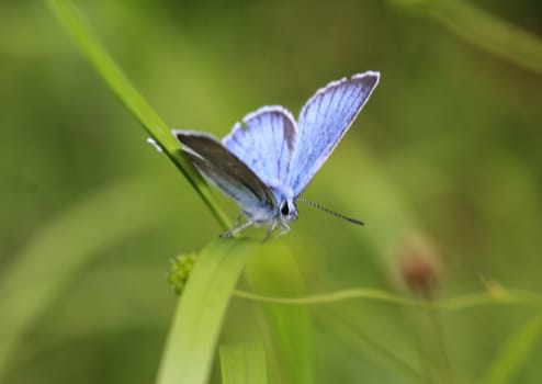 Close up of Polyommatus dorylas, the turquoise blue butterfly of the family Lycaenidae