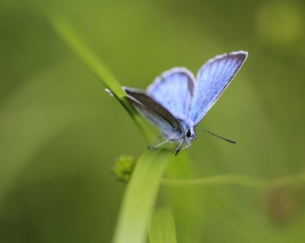 Close up of Polyommatus dorylas, the turquoise blue butterfly of the family Lycaenidae