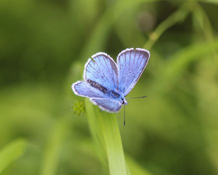 Close up of Polyommatus dorylas, the turquoise blue butterfly of the family Lycaenidae