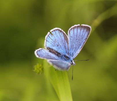 Close up of Polyommatus dorylas, the turquoise blue butterfly of the family Lycaenidae