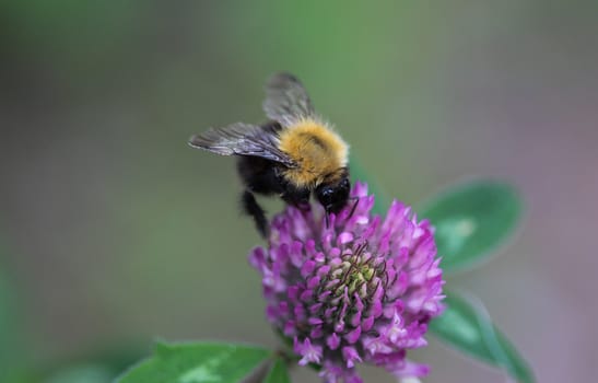 Close up of Bombus pascuorum bumblebee, the common carder bee on flower