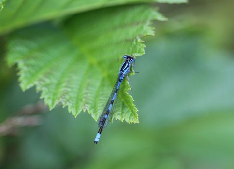 Close up of dainty damselfly, Coenagrion scitulum, on leaf by the river