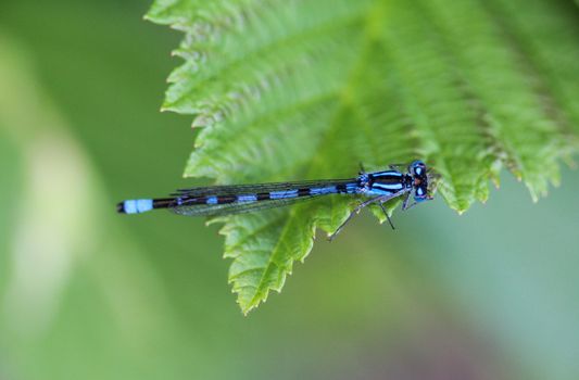 Close up of dainty damselfly, Coenagrion scitulum, on leaf by the river