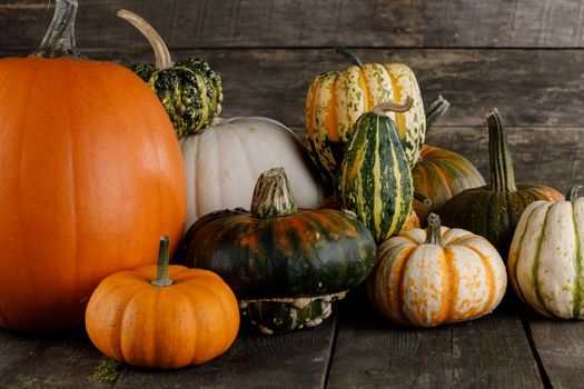 Many orange pumpkins on dark wooden background , Halloween or Thanksgiving day concept