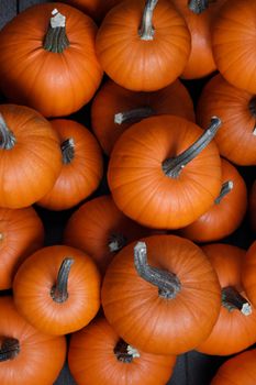 Many orange pumpkins background , Halloween holiday concept